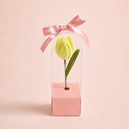 The One - Tulip